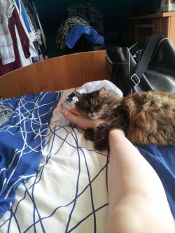 awwww-cute:  My cat loves feet
