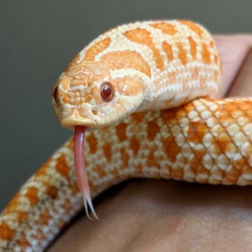 New hoggy #westernhognose #albinohognose #hognosesnake #reptiles #snakes