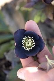 jayrockin:  Lenten Roses - Onyx Odyssey variety, doubled and undoubled 