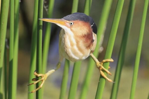 Least Bittern My Love....fundamentally Unserious Beast 