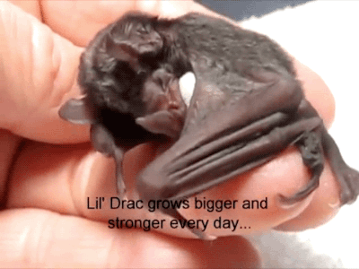 XXX gifsboom:  Video:  Cute Baby Bat  <3 photo