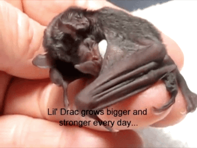 amroyounes:  The Tale of Lil Drac