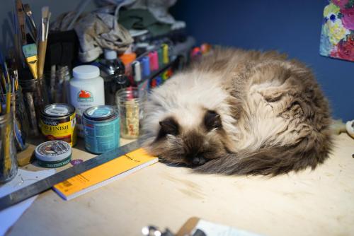 Floofy Saffron sleeping on my desk Source: Noodle-727 on catpictures.