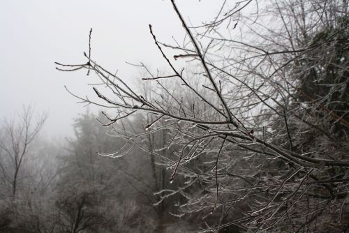 coraruthphotography:  After an ice storm 1/17/17  🌨❄️🍂  Cora Ruth Photography 