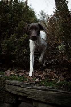 all-dog-breeds:  Cal the German Shorthaired