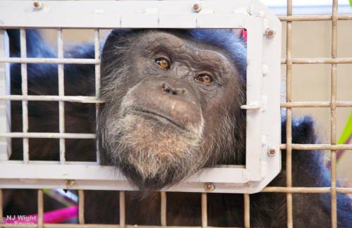 I love photographing the Binkster. He is his own art director, asking to see the photos on my LCD after every shoot. He generally likes to look at them twice. If you are interested in chimps or sanctuary life, you should check out...