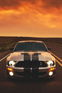 fullthrottleauto:  ShelbyFireSeason (by Lunchbox