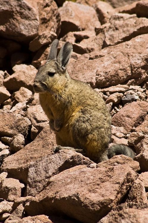 cool-critters:Southern viscacha (Lagidium viscacia)The southern viscacha is a species of rodent in t