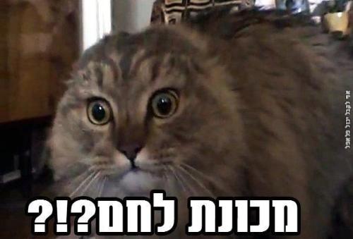 stfupenguins: icanhazfalafel: אוסף ראשון של יצירות מקבוצת הפייסבוק ממים של קיבוצניקים תבקשו חברות בק