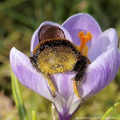 harryshoneypot:Here’s a cute pic of a bee booty to brighten your day. 