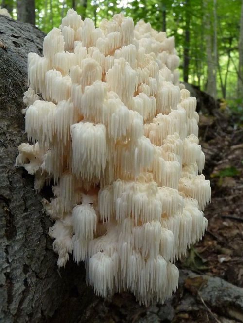 ladyrue:Shrooms 🍄