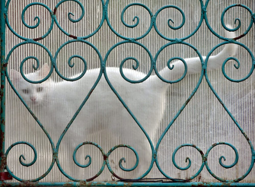 A cat is seen behind a transparent gate in Bucharest, Romania on May 17, 2013. (Vadim Ghirda/AP)