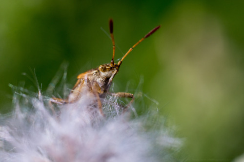 Bug on a cloud