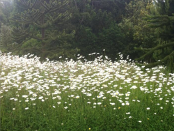 okmoonkid:  cornwall, england / june 2013 