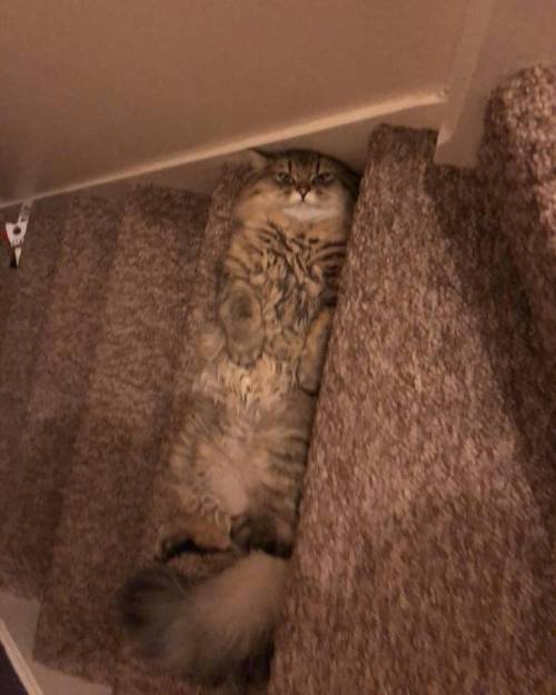 everythingfox:This cat is doing a sneaky sneak