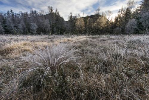 Frost by Viggo Johansen