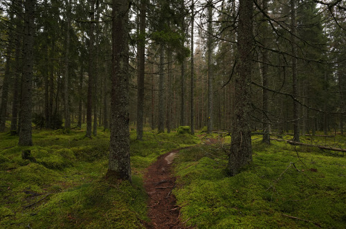 swedishlandscapes:Getting lost.