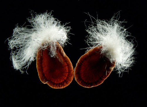 ohscience:Darkfield photos of seeds by Viktor Sykora, including carrot seeds (photo 3) and bird of p