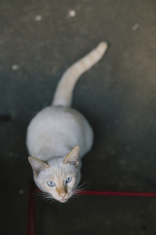 mammafairchild: louisetakesphotos:Cat chronicles of Chiang Mai, Thailand.  @softsteverogers