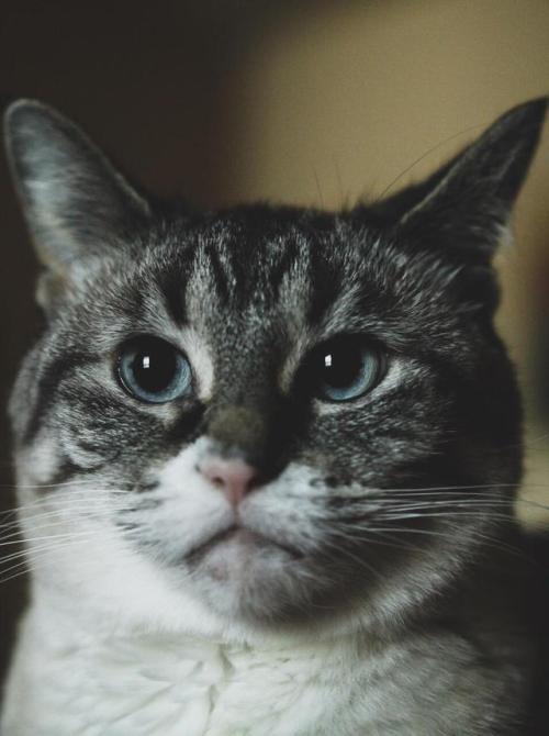 catsonweb:My best friend. Lydia.by CriticalMass_Photo. What you think about?
