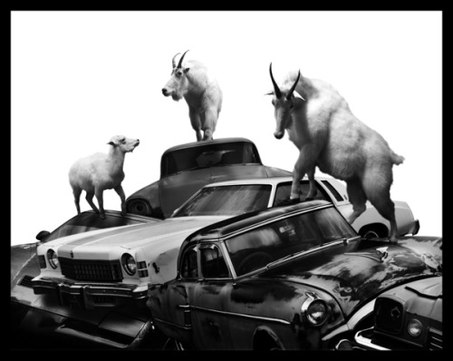 ianbrooks:  Migration by Nick Pedersen It’s really only a matter of time before animals retake the land we stole from them. They’re probably just bidding their time, waiting, and pretending not be capable of organizing and strategizing against us.