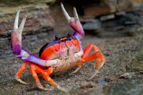 endthymes:  i am in lov w/this tiny crab i can practically hear him yelling ‘AWW HEEEEELLLL NAH’
