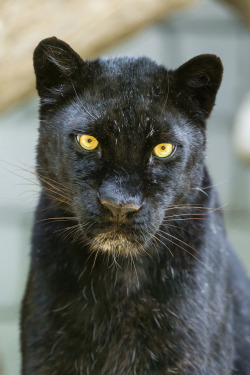 kingdom-of-the-cats:  Portrait of a black leopardess (by Tambako the Jaguar)