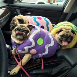 mr-pink-palooka:jimykirk:Look at these fucking pugsLOOK AT THEM  Hope you all had a great easter!