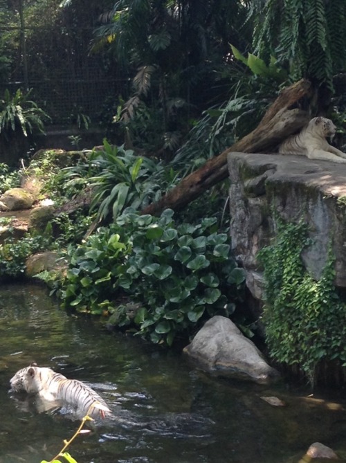 kai-s-kids:  Singapore zoo ~ white tigers