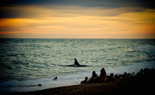 treviphoto:  Early morning Orca @ Punta Norte Trevi ©