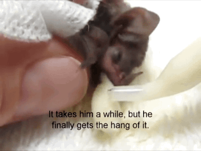 gifsboom:  Video:  Cute Baby Bat  <3 <3 <3