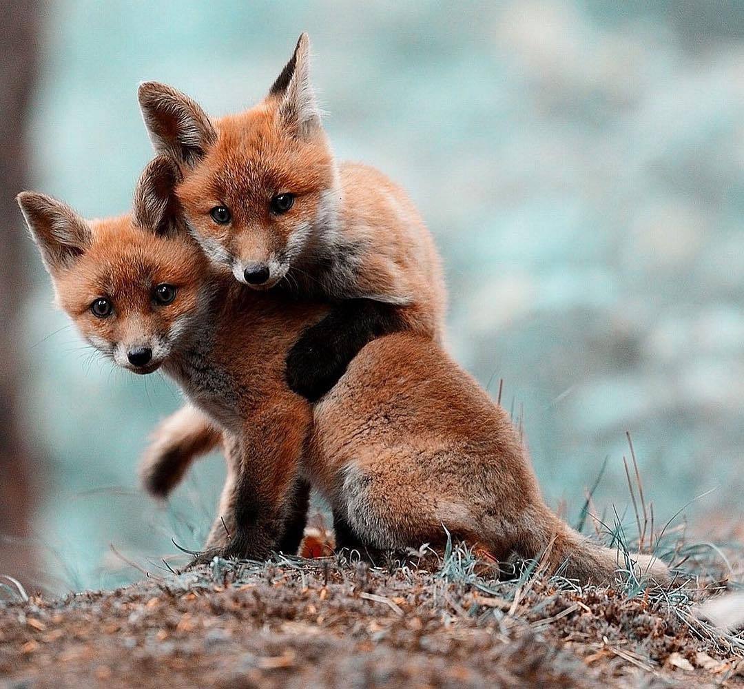 wildlifediary:  thebabyanimals  