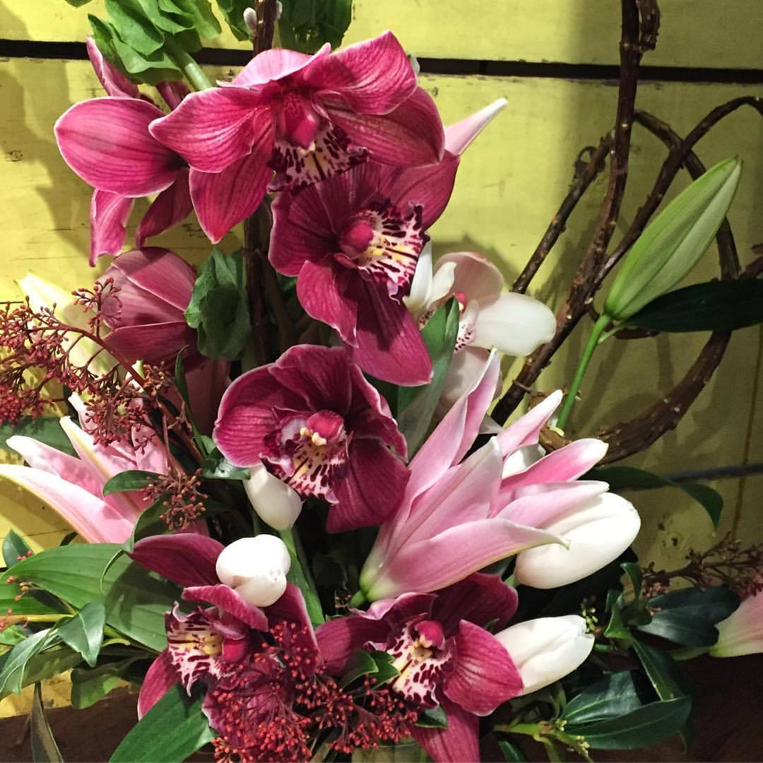 Local Grown Ontario Cymbidium Orchid… It’s Nice To — Ecostems