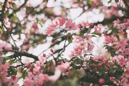 rachaelanthoney:Spring in Wisconsin