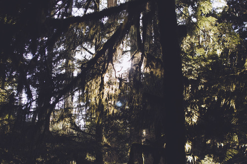 deeplovephotography:Walking with giants >> Cathedral Grove, Vancouver Island  instagram | flickr | facebook