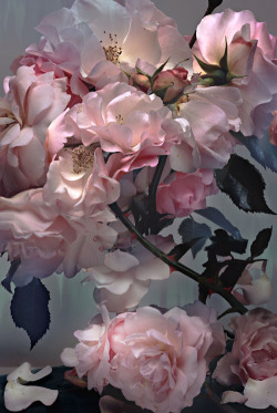  Rose by Nick Knight, 2008 