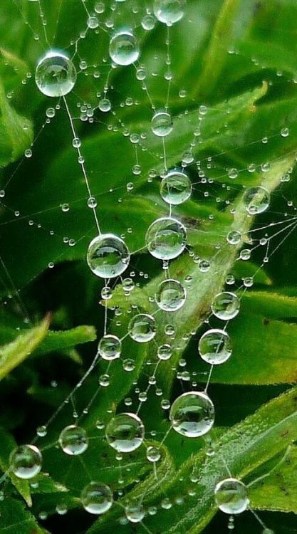 dew drops