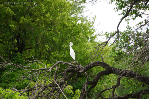  Photos from kayaking today. It was a beautifully overcast day, and I’m happy with how some of