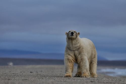 rhubarbes:  Polar bear by SERGEY GORSHKOV-PHOTOGRAPHER