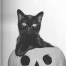 xmy-shadowx: