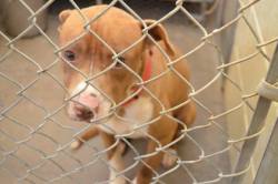 saveadog-savealife:  Charleston will be EUTHANIZED tomorrow if he does not receive full funds. Charleston has ZERO in his fund. REBLOG&amp;DONTE 140923 CHARLESTON Male Pit- caught in a dog traphttps://fundrazr.com/campaigns/9j7y3/ab/61VcX1?These animals