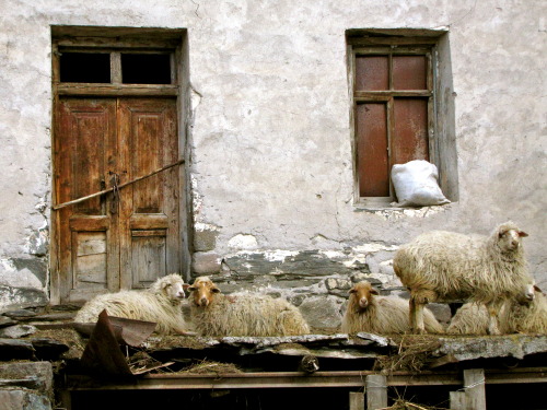 Sheep in Georgia.