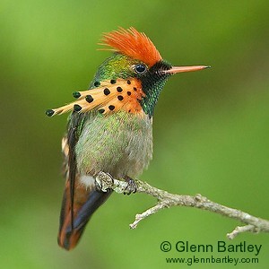 birdsbirds:  suchsmallhands:  birdsbirds:  deermary:  Tufted Coquette (Lophornis ornatus) of eastern Venezuela, Trinidad, Guiana and northern Brazil.  This bird should not be allowed.  This bird should be allowed EVERYWHERE, ALL THE TIME.  Yeah, actually,