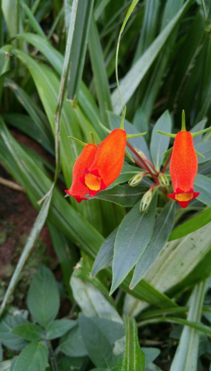 Seemannia sylvatica is in the family Gesneriaceae. Native to South America, this species used to be 