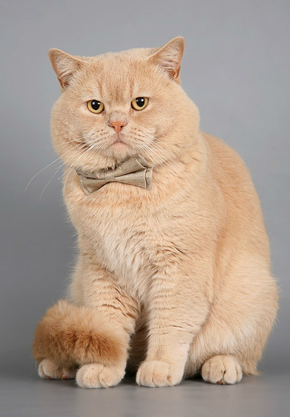 101katten:  British shorthair 