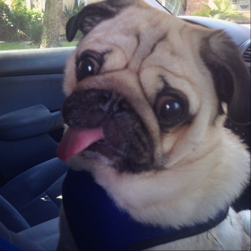 riderthepug:Did you say car ride?!