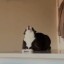 cats-speaking