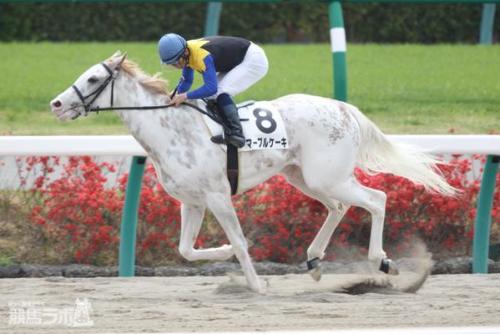 all-the-horses:Marble CakeKing Kamehameha x ShirayukihimeThoroughbred, MareBorn 2011This racehorse w