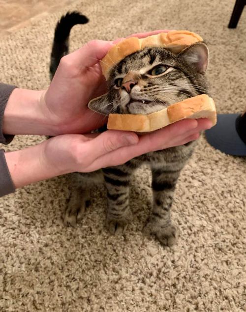 https://64.media.tumblr.com/836241edefd7c9da832783f2077653a0/3f9e676fa835d38e-9b/s500x750/e7f986b8b201fe019ecbec54b6780c271ef8af0f.jpg