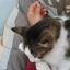 sleepingcatart-blog